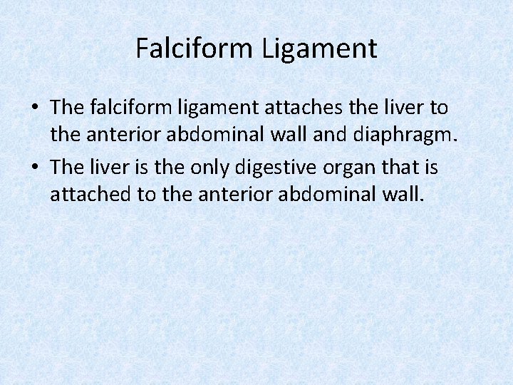 Falciform Ligament • The falciform ligament attaches the liver to the anterior abdominal wall