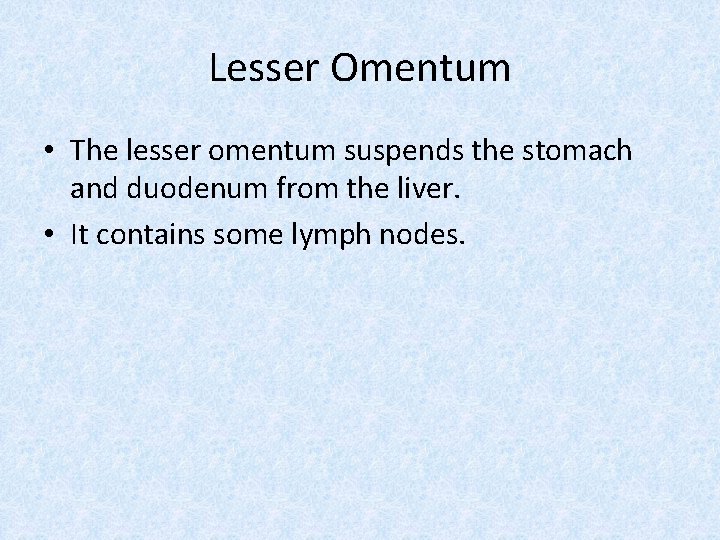 Lesser Omentum • The lesser omentum suspends the stomach and duodenum from the liver.