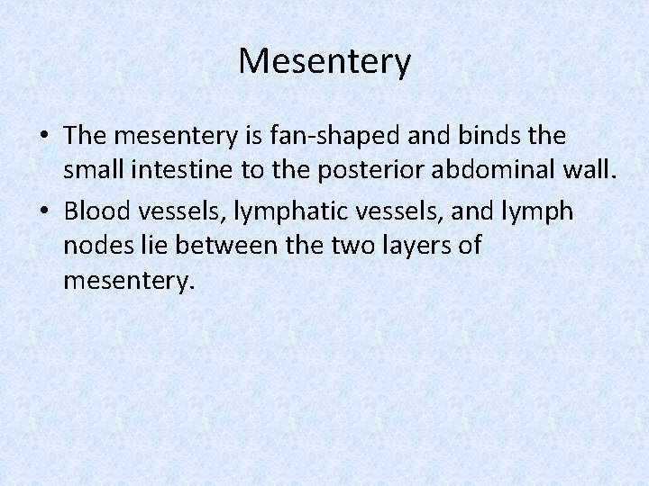 Mesentery • The mesentery is fan-shaped and binds the small intestine to the posterior