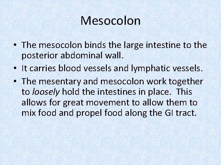 Mesocolon • The mesocolon binds the large intestine to the posterior abdominal wall. •