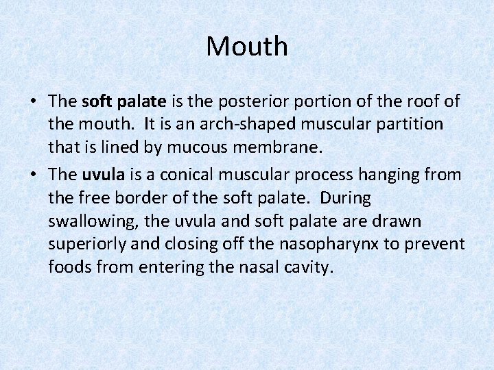 Mouth • The soft palate is the posterior portion of the roof of the