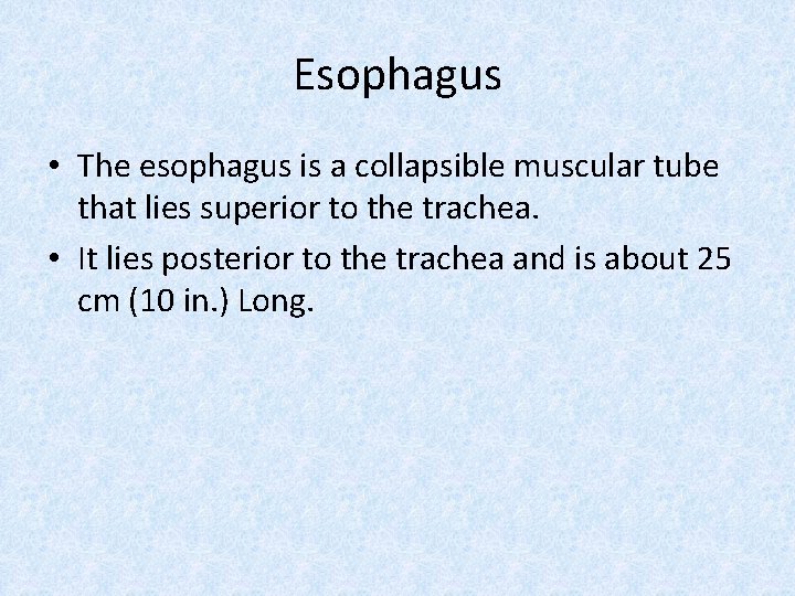 Esophagus • The esophagus is a collapsible muscular tube that lies superior to the