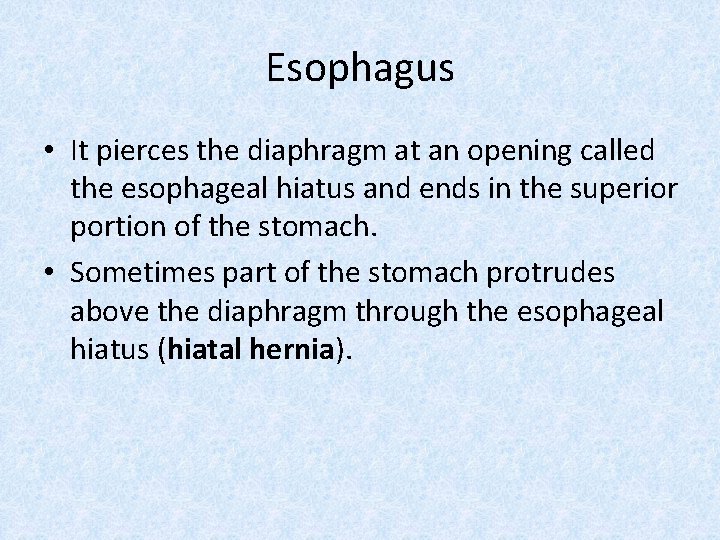 Esophagus • It pierces the diaphragm at an opening called the esophageal hiatus and