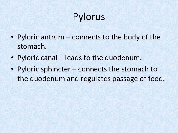 Pylorus • Pyloric antrum – connects to the body of the stomach. • Pyloric