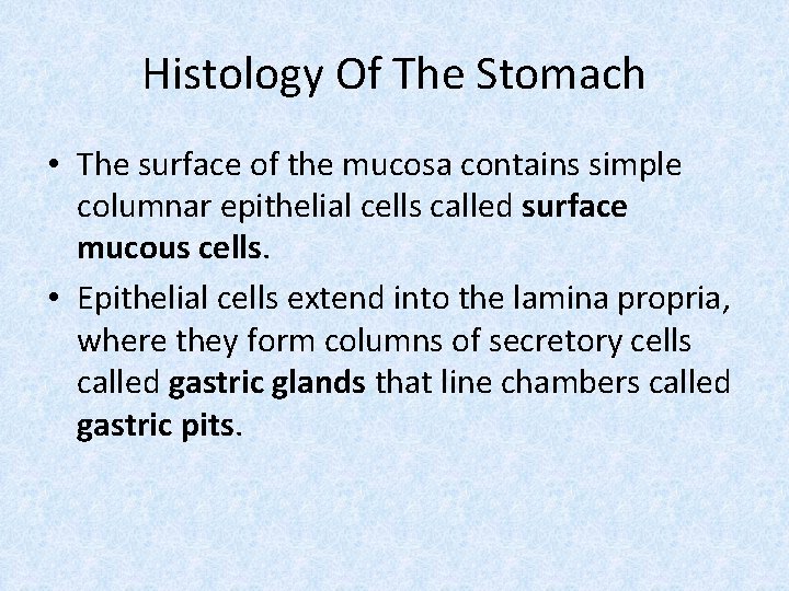 Histology Of The Stomach • The surface of the mucosa contains simple columnar epithelial