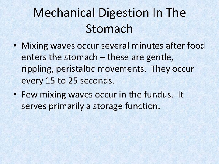 Mechanical Digestion In The Stomach • Mixing waves occur several minutes after food enters
