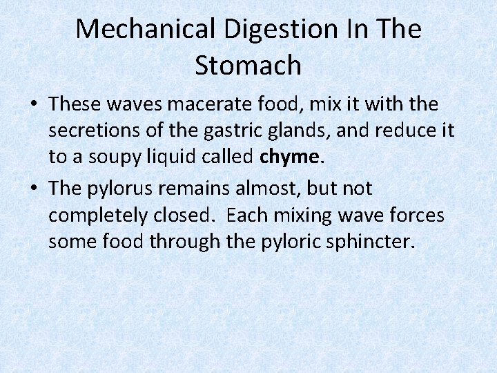 Mechanical Digestion In The Stomach • These waves macerate food, mix it with the