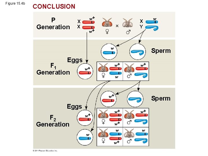 Figure 15. 4 b CONCLUSION P Generation X X w X Y w w