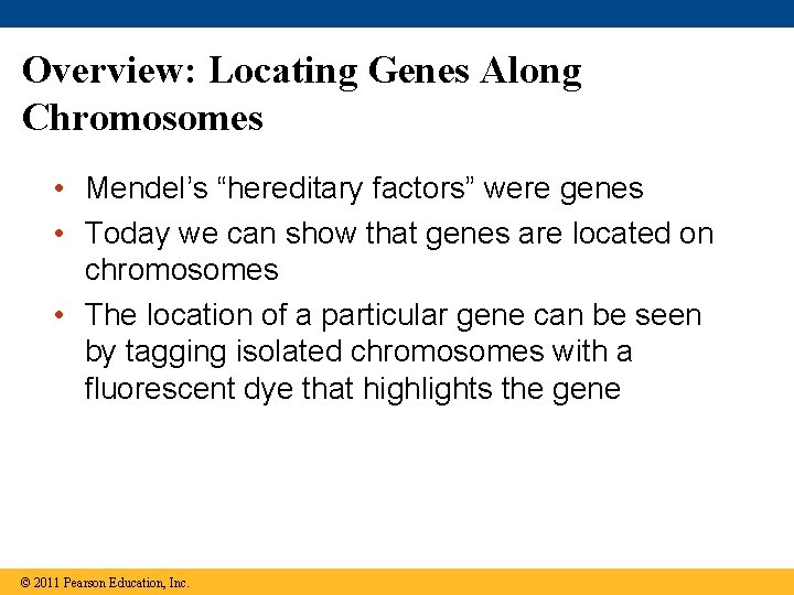 Overview: Locating Genes Along Chromosomes • Mendel’s “hereditary factors” were genes • Today we
