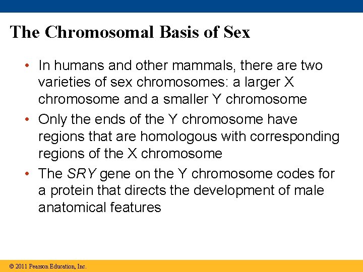 The Chromosomal Basis of Sex • In humans and other mammals, there are two