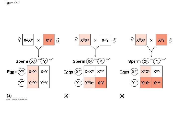 Figure 15. 7 X NX N Sperm Xn X NX n X n. Y