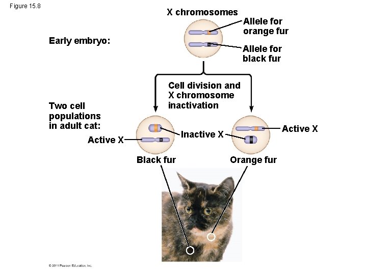 Figure 15. 8 X chromosomes Early embryo: Two cell populations in adult cat: Allele