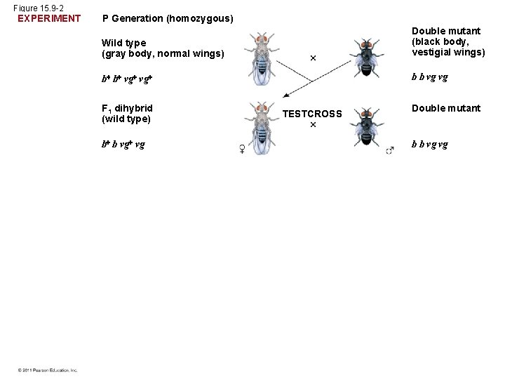 Figure 15. 9 -2 EXPERIMENT P Generation (homozygous) Wild type (gray body, normal wings)