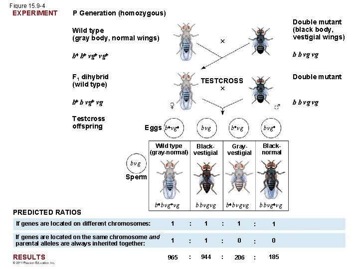 Figure 15. 9 -4 EXPERIMENT P Generation (homozygous) Wild type (gray body, normal wings)