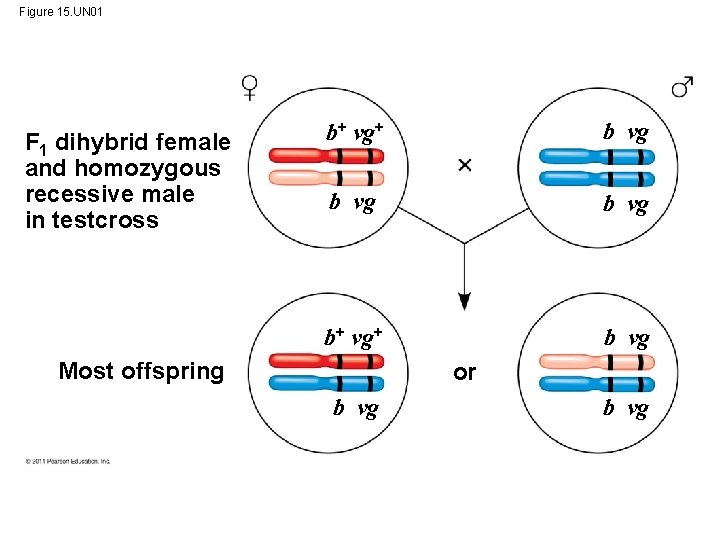 Figure 15. UN 01 F 1 dihybrid female and homozygous recessive male in testcross