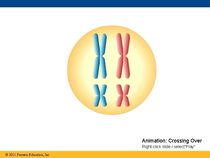 Animation: Crossing Over Right-click slide / select”Play” © 2011 Pearson Education, Inc. 