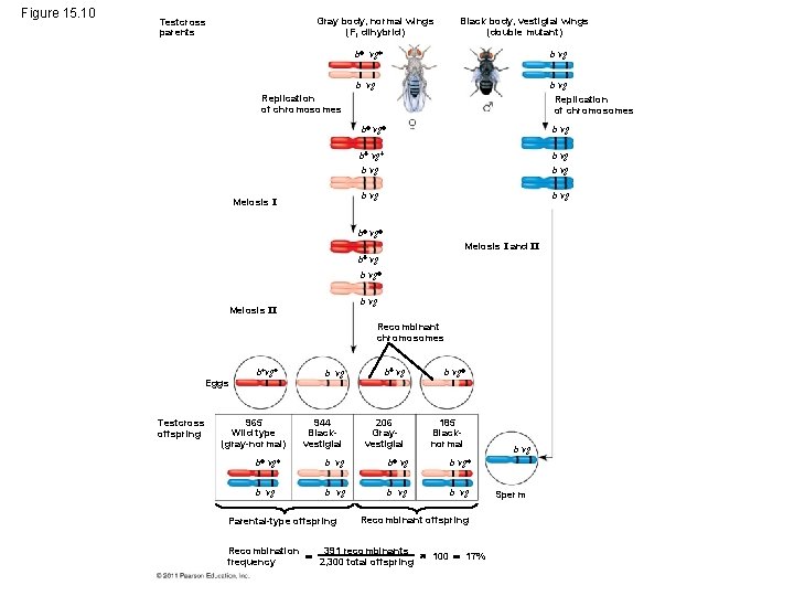 Figure 15. 10 Black body, vestigial wings (double mutant) Gray body, normal wings (F