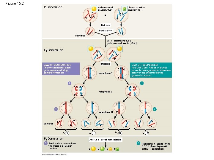 Figure 15. 2 P Generation Yellow-round seeds (YYRR) Y Y Green-wrinkled seeds (yyrr) ry