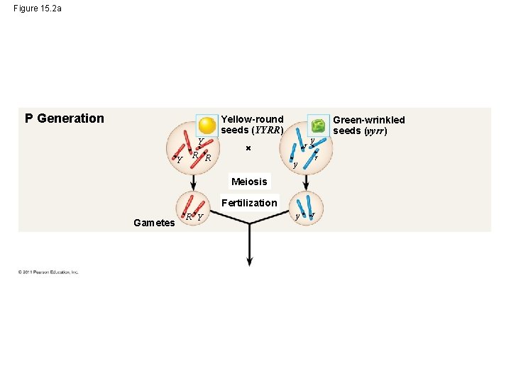 Figure 15. 2 a P Generation Yellow-round seeds (YYRR) Y Y R R r
