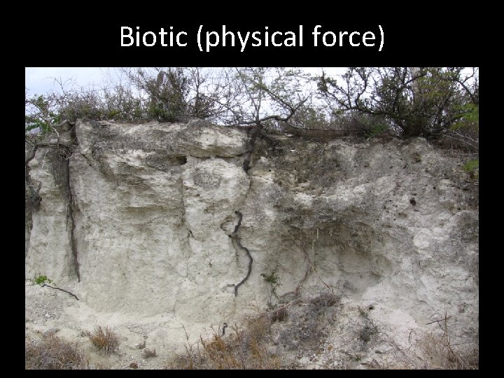Biotic (physical force) 