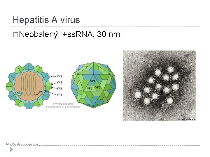 Hepatitis A virus �Neobalený, http: //viralzone. expasy. org +ss. RNA, 30 nm 