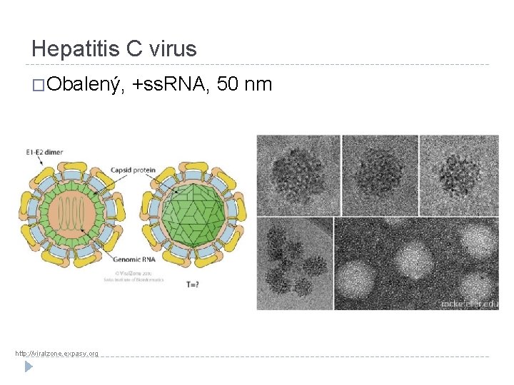 Hepatitis C virus �Obalený, http: //viralzone. expasy. org +ss. RNA, 50 nm 