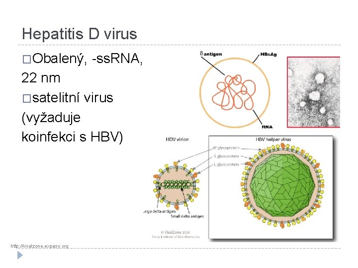 Hepatitis D virus �Obalený, -ss. RNA, 22 nm �satelitní virus (vyžaduje koinfekci s HBV)