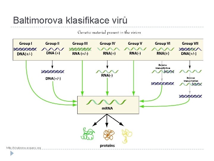 Baltimorova klasifikace virů http: //viralzone. expasy. org 