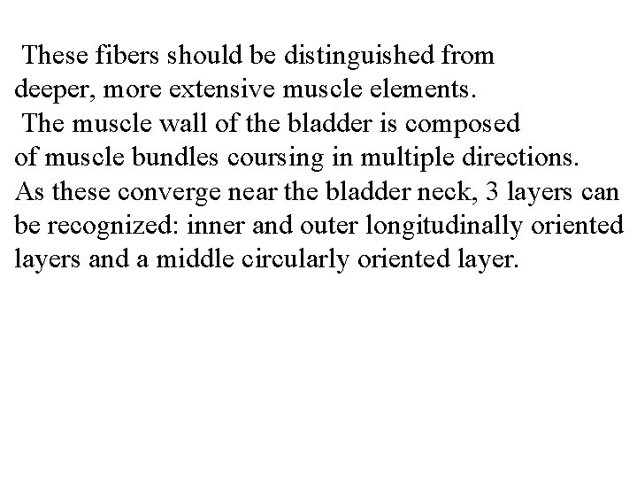 These fibers should be distinguished from deeper, more extensive muscle elements. The muscle wall