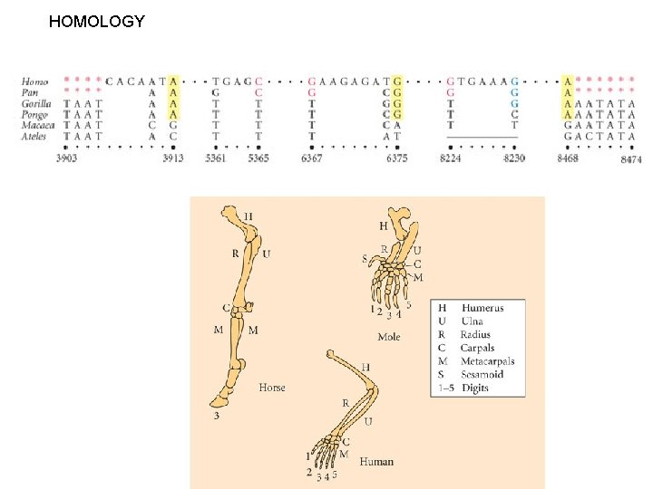 HOMOLOGY 