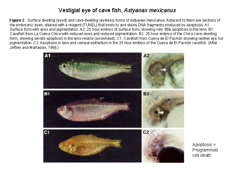 Vestigial eye of cave fish, Astyanax mexicanus Figure 2 Surface dwelling (eyed) and cave-dwelling
