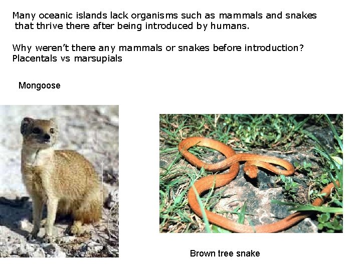 Many oceanic islands lack organisms such as mammals and snakes that thrive there after