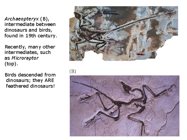 Archaeopteryx (B), intermediate between dinosaurs and birds, found in 19 th century. Recently, many