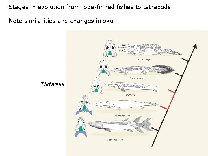 Stages in evolution from lobe-finned fishes to tetrapods Note similarities and changes in skull