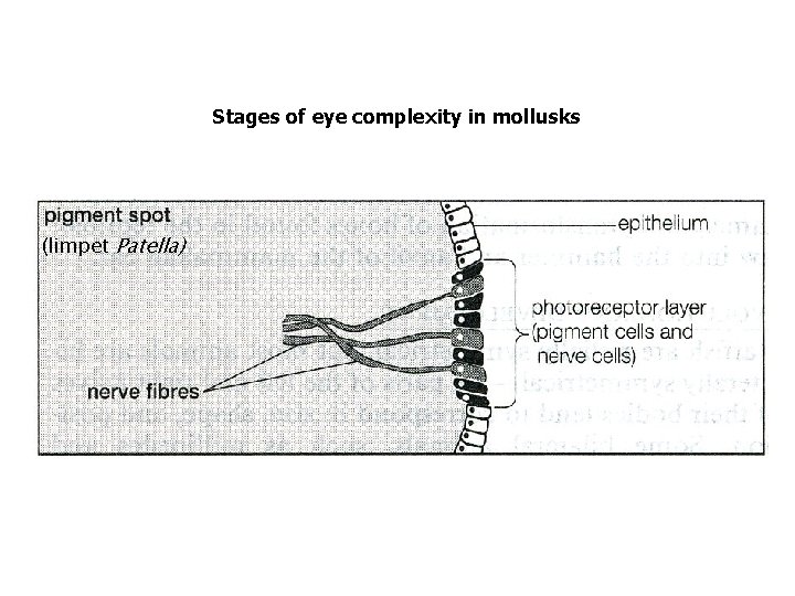 Stages of eye complexity in mollusks (limpet Patella) 