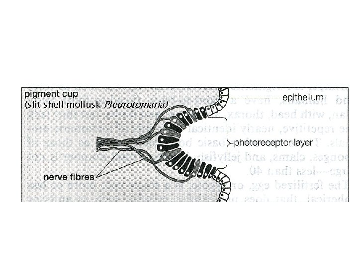 (slit shell mollusk Pleurotomaria) 