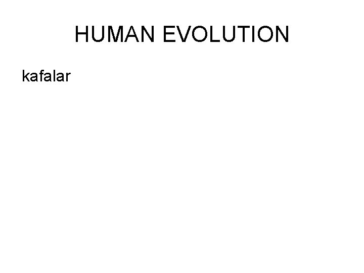 HUMAN EVOLUTION kafalar 