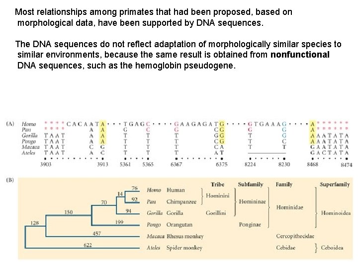 Most relationships among primates that had been proposed, based on morphological data, have been