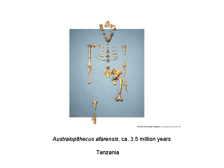 Australopithecus afarensis, ca. 3. 5 million years Tanzania 