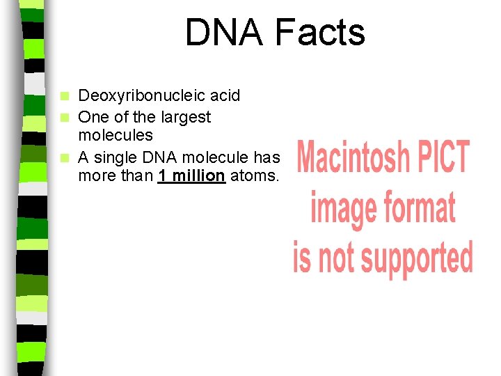 DNA Facts Deoxyribonucleic acid n One of the largest molecules n A single DNA