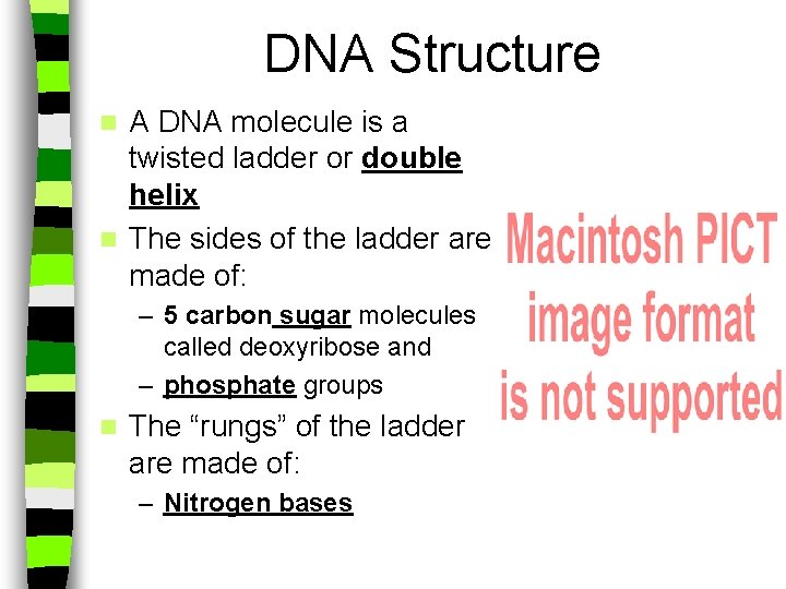 DNA Structure A DNA molecule is a twisted ladder or double helix n The