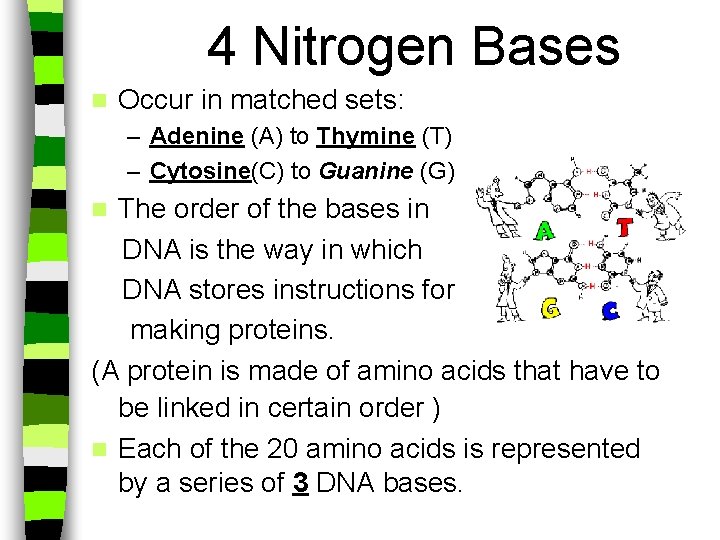 4 Nitrogen Bases n Occur in matched sets: – Adenine (A) to Thymine (T)