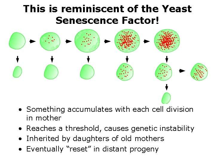 This is reminiscent of the Yeast Senescence Factor! • Something accumulates with each cell