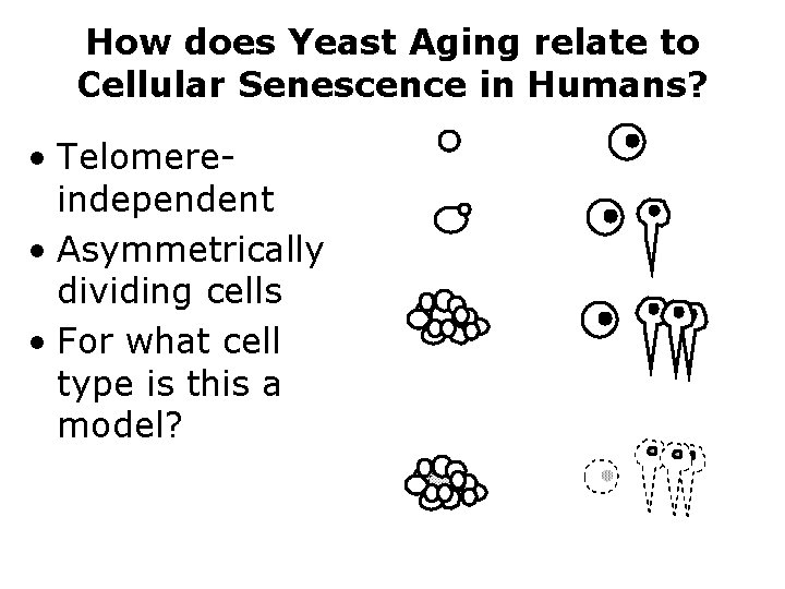 How does Yeast Aging relate to Cellular Senescence in Humans? • Telomereindependent • Asymmetrically