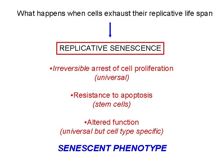 What happens when cells exhaust their replicative life span REPLICATIVE SENESCENCE • Irreversible arrest