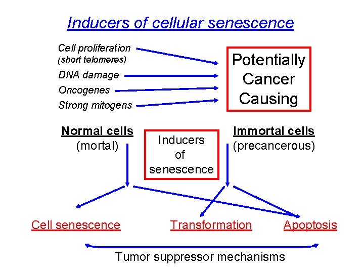 Inducers of cellular senescence Cell proliferation Potentially Cancer Causing (short telomeres) DNA damage Oncogenes