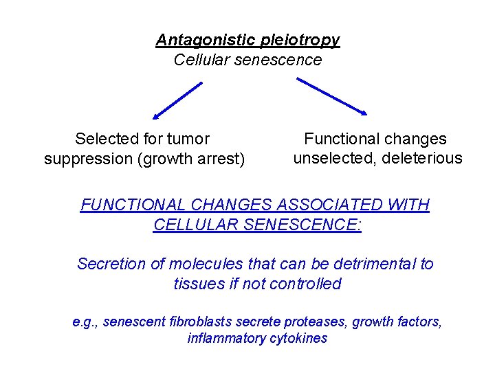 Antagonistic pleiotropy Cellular senescence Selected for tumor suppression (growth arrest) Functional changes unselected, deleterious