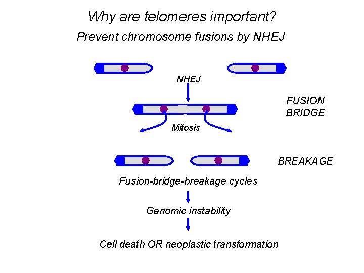 Why are telomeres important? Prevent chromosome fusions by NHEJ FUSION BRIDGE Mitosis BREAKAGE Fusion-bridge-breakage