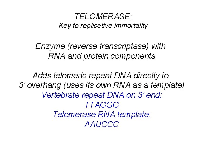 TELOMERASE: Key to replicative immortality Enzyme (reverse transcriptase) with RNA and protein components Adds