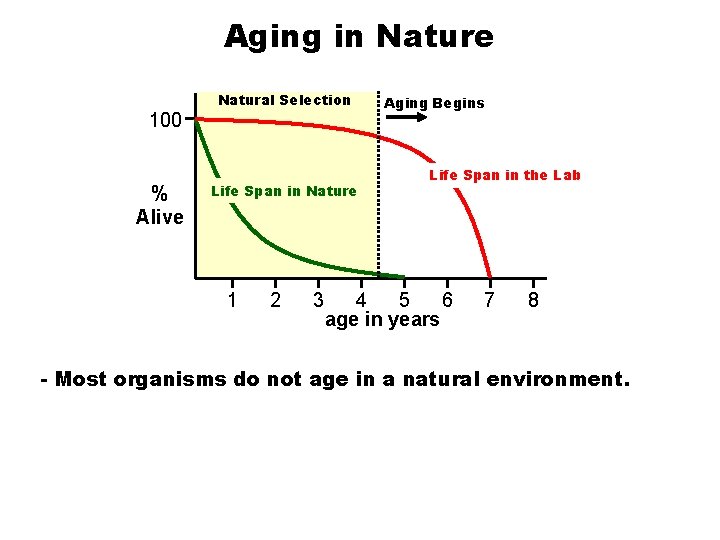 Aging in Nature 100 % Alive Natural Selection Life Span in Nature 1 2